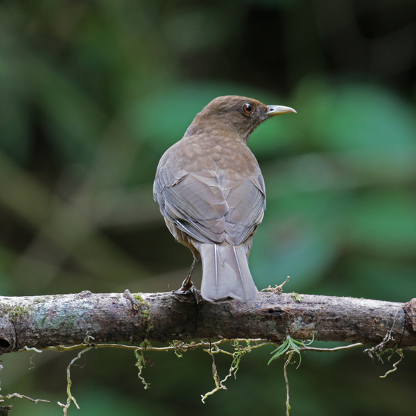 Clay-coloured Robin